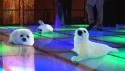 Clubbin Baby Seals