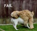 Fail Dogs