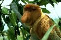 Aww Proboscis Monkey