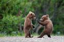 Baby Bears