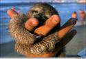 baby sloth