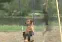 Dog Swing