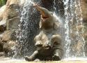 Happy Elephant