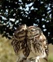 Owl Love