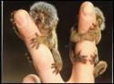 pygmy marmoset babies