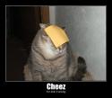 Cat Cheese Doing it Wrong