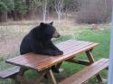 picnic table bear