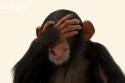 Chimp Facepalm