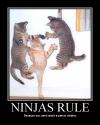 Ninjas Rule