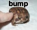 frog bump