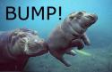hippo bump