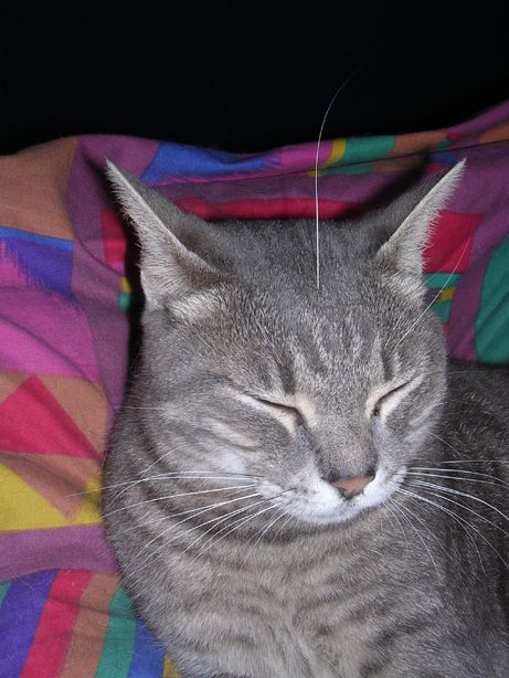 cat 021