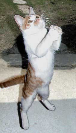 cat 261