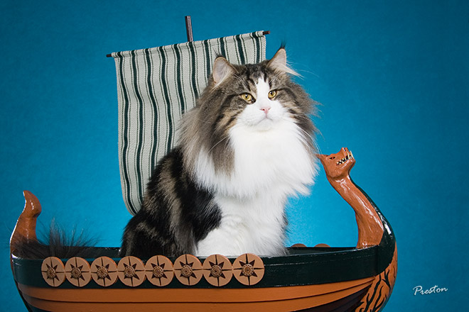 Viking Cat
