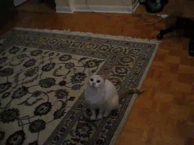 Weird Cat Jump