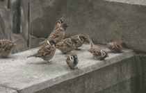 [Image: baby_birds.gif]