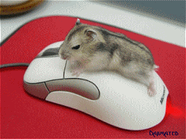 mouse hump