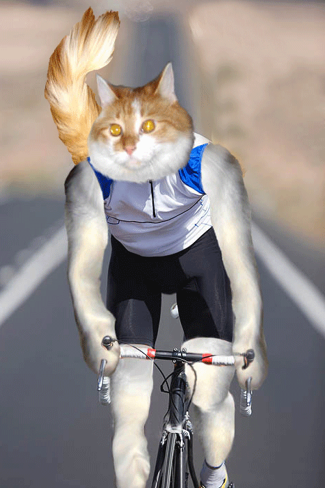 Cat on Bike