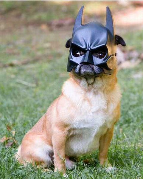 Bat Pug