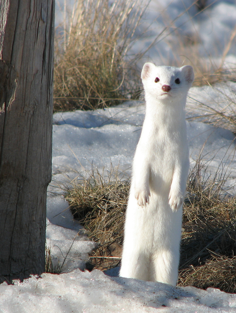 long tailed weasel