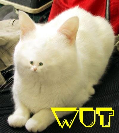 Cat wut