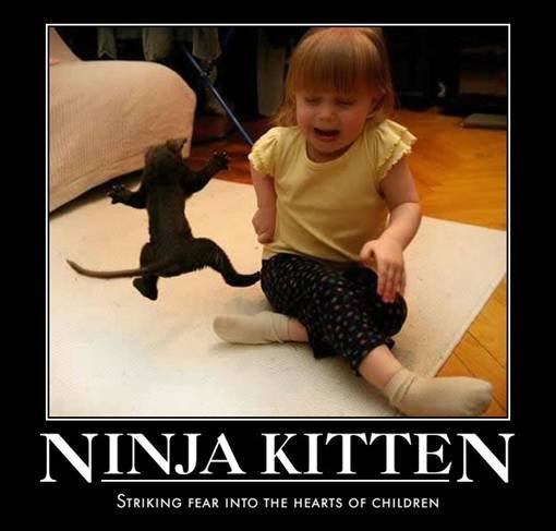 Ninja Kitten