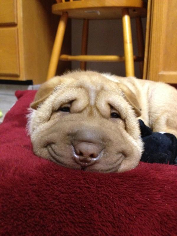 Happy Derpy Dog