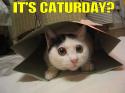 caturday cat