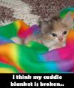 cuddle blanket cat