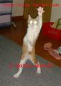 dance cat