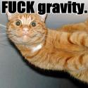 gravity cat