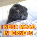 internets cat