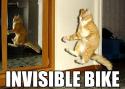 invisible bike cat