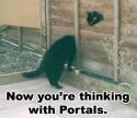 portal cat