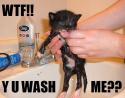 washed cat
