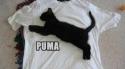 Puma cat
