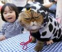 Cat in a Cow Outfit
