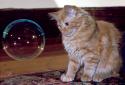 cat bubble