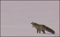 Fox snow hunting pounce