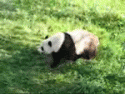 Panda Roll