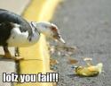 Duckling Failure
