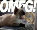 omfg laptop cat