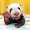 Baby Panda Hi