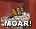 Moar birds