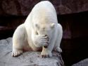 Polar Bear Failure