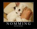 nomming